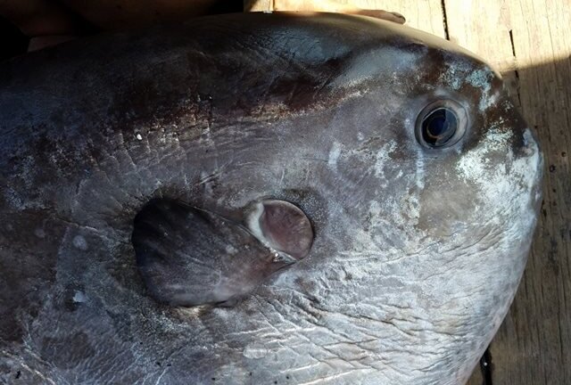 Thương lái trả 5 triệu đồng, ngư dân vẫn mang cá mặt trăng quý hiếm tặng bảo tàng