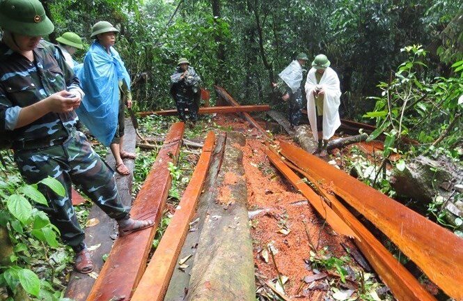 Để rừng phòng hộ bị 'xẻ thịt': Kỷ luật hàng loạt cán bộ kiểm lâm Quảng Bình