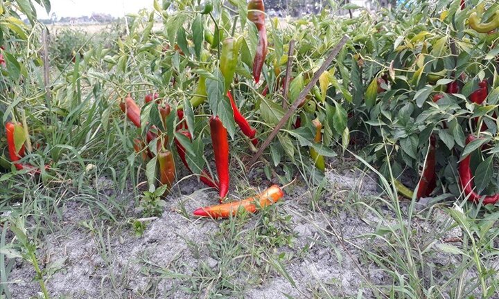 Doanh nghiệp 'bội tín' bà con trồng ớt: Đòi hạ giá một nửa mới thu mua