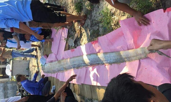 Cá ngài chết trôi vào bờ, ngư dân Huế chôn cất trang trọng