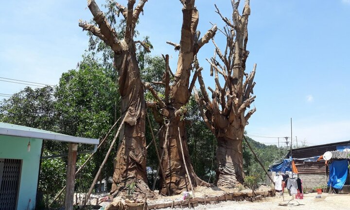 Ba cây đa 'khổng lồ' mắc kẹt ở Huế: Cấp phép vận chuyển trước 15/6