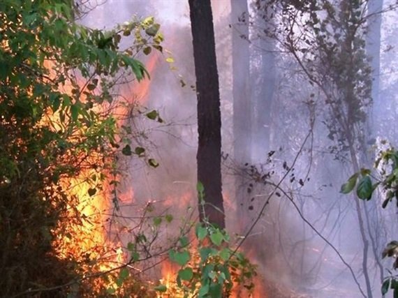 Hơn 200 người căng mình cứu rừng thông bị thiêu rụi ở Huế