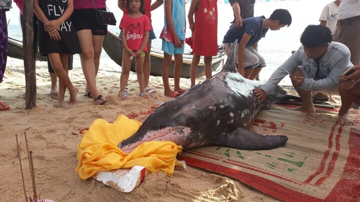 Ngư dân Huế trắng đêm giải cứu cá heo bị mắc cạn