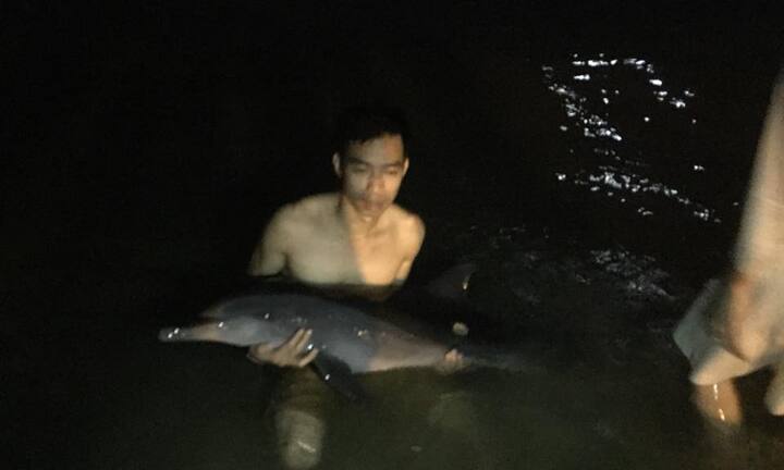 Cá heo khóc vì bị thương, nhóm thanh niên Đà Nẵng trắng đêm giải cứu