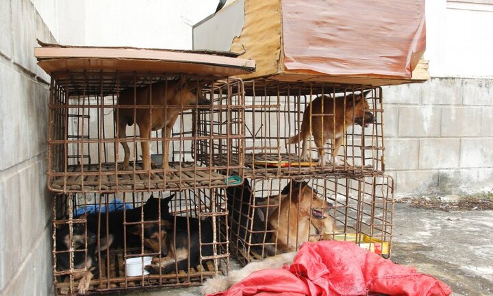 'Cẩu tặc' dùng xe máy gắn biển số giả chở 9 con chó đi bán