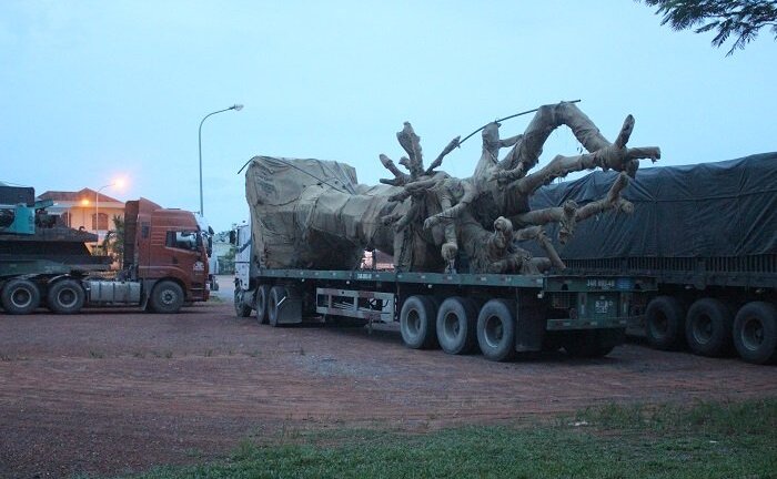 CGST Quảng Trị tạm giữ xe chở cây khổng lồ