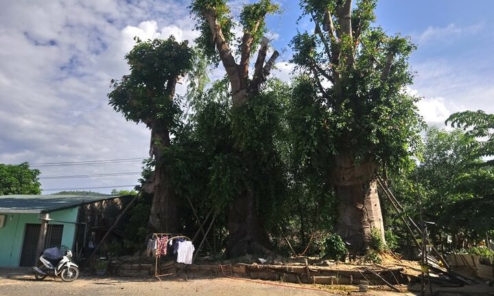 Ba cây khổng lồ mắc kẹt ở Huế sau khi bị CSGT xử phạt giờ ra sao?