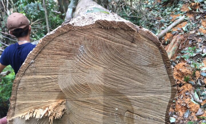 Phá rừng phòng hộ ở Huế: Điều chuyển 7 cán bộ bảo vệ rừng