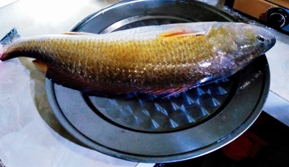 Ngư dân Huế câu được cá nghi sủ vàng quý hiếm