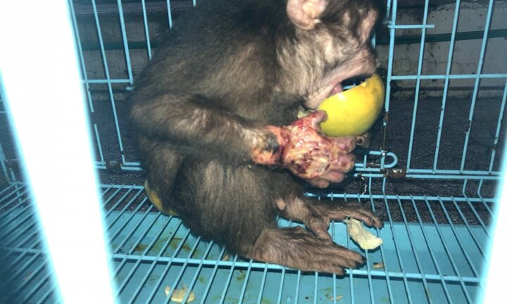 Giải cứu khỉ con bị hoại tử tay ở Thừa Thiên - Huế