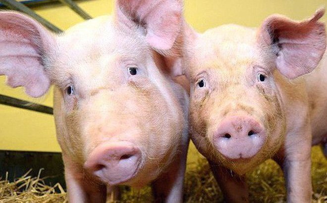 Năm Kỷ Hợi khám phá những vị thuốc chữa bệnh từ con lợn không phải ai cũng biết