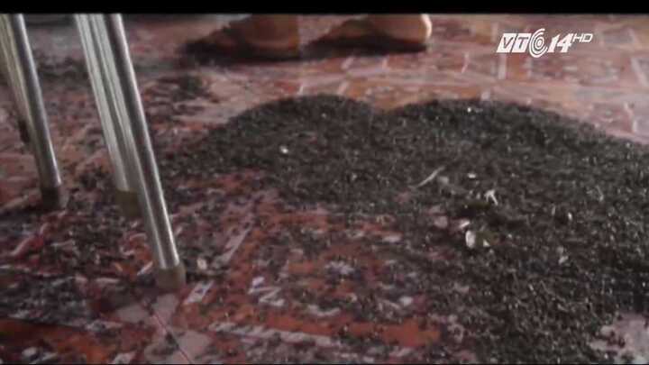 Clip: Hãi hùng bọ đầu đen nhung nhúc trong nhà dân ở Đồng Nai