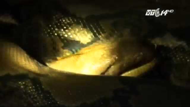 Clip: Hà Tĩnh đưa trăn gấm ‘khủng’ trong chuồng trâu ra Hà Nội