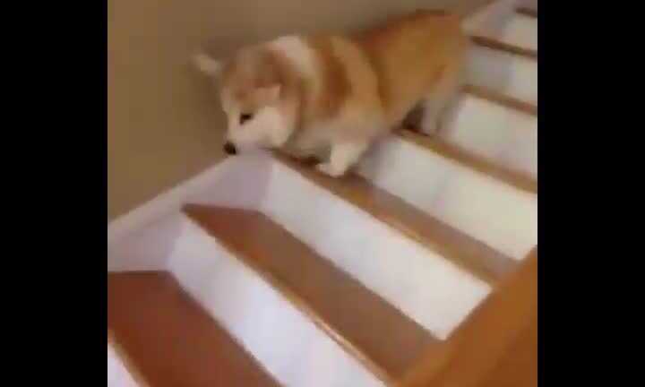 Cười vỡ bụng clip chó nhảy tưng tưng xuống cầu thang