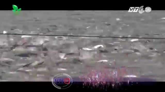 Thương lái Trung Quốc bất ngờ thu mua cá tra quá lứa