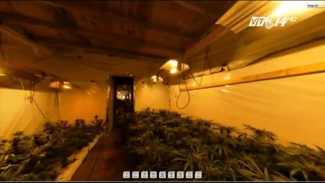 Phát hiện vườn cần sa trong... hầm trú bom hạt nhân