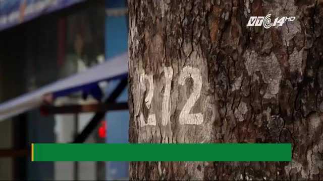 TP.HCM: Hàng loạt cây cổ thụ trăm tuổi chết đứng, nghi bị đầu độc