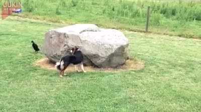 Cười vỡ bụng clip chó và vịt chơi đuổi bắt