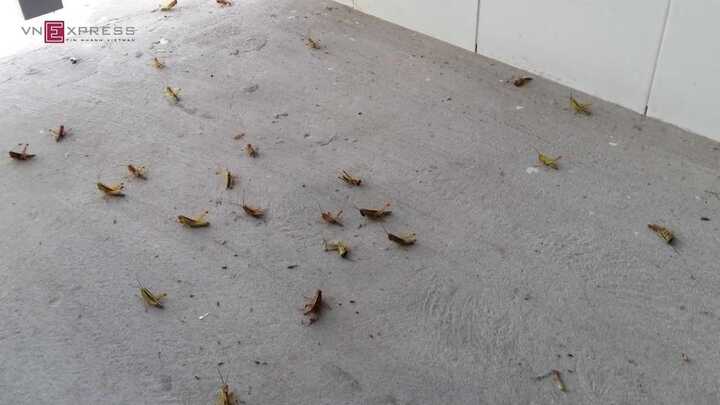Cào cào tấn công nhà dân ở Cần Thơ