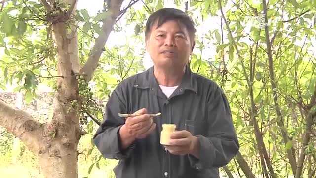 Cách phân biệt sữa ong chúa sạch