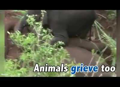 Rơi nước mắt cảnh voi con khóc thương, lưu luyến không rời xác mẹ