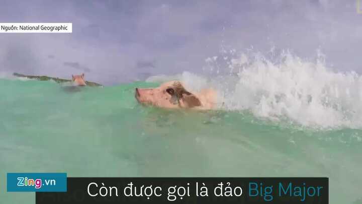 Cận cảnh hòn đảo toàn lợn bơi nhanh như kình ngư