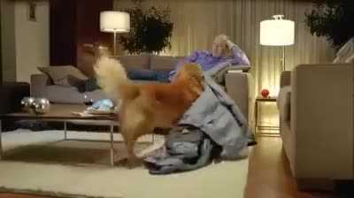 Chú chó giở 'độc chiêu' để được chủ dắt đi dạo