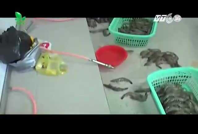 Mẹo nhận biết tôm bơm tạp chất