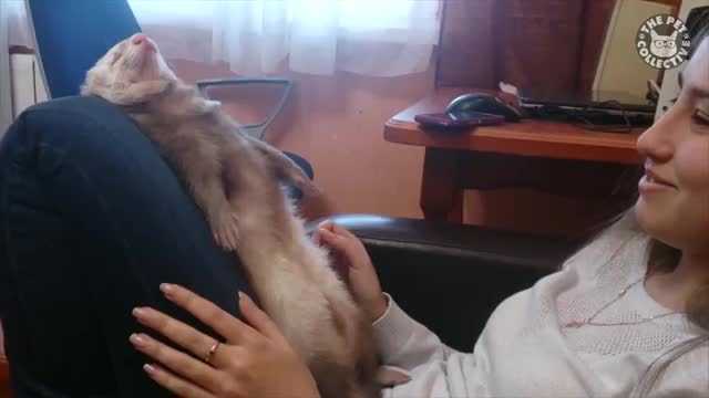 Những hình ảnh ngái ngủ 'bá đạo' của động vật