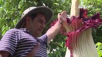 Hoa xác chết cao 2,37 mét lớn nhất thế giới nở rộ