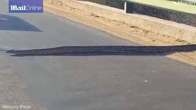 Nín thở chờ trăn khổng lồ dài hơn 5 mét uể oải trườn qua đường