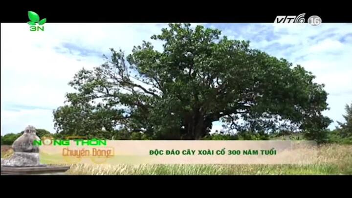 'Cụ xoài' hơn 300 tuổi ở Bạc Liêu và những câu chuyện kỳ bí