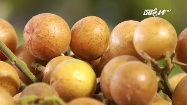 Công dụng kỳ diệu của quả hồng bì không phải ai cũng biết