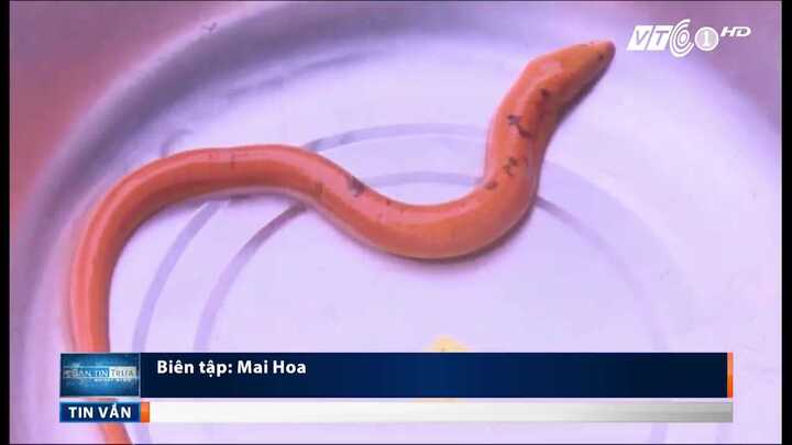 Bắt được lươn 'lạ' toàn thân ánh vàng như cá chép ở Đồng Tháp