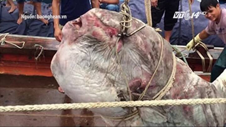 Ngư dân Nghệ An bắt được cá mặt trăng nặng gần 1 tấn