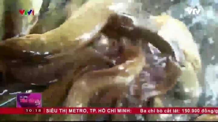 Công nghệ 'lên đời' cá trê vàng bằng hóa chất lạ