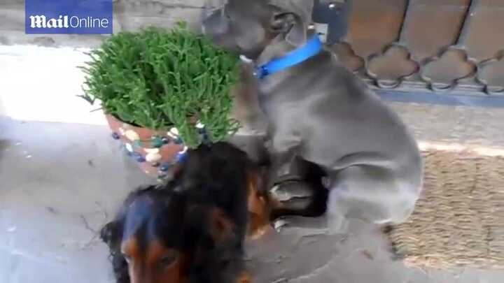 Chó pitbull xấu hổ giấu mặt vào tường khi bị chủ hỏi tội