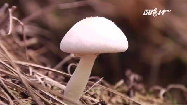 Dân Nghệ An tranh thủ đi nhặt 'lộc trời' sau mưa lớn