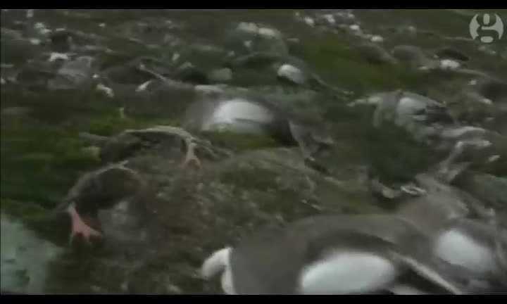 Đàn tuần lộc hơn 320 con bị sét đánh chết la liệt trên núi