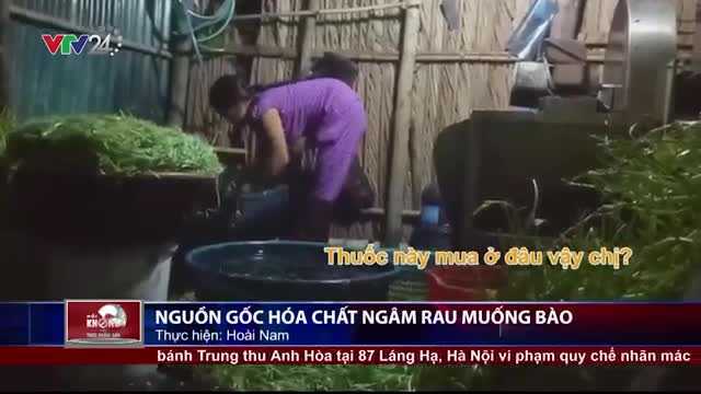 Ăn rau muống chẻ ngâm tẩm hóa chất nguy hiểm khôn lường