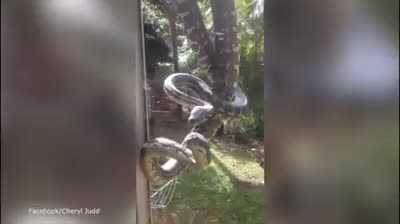 2 trăn 'khủng' vắt vẻo trên cửa sổ nhà dân, đại chiến giành lãnh thổ