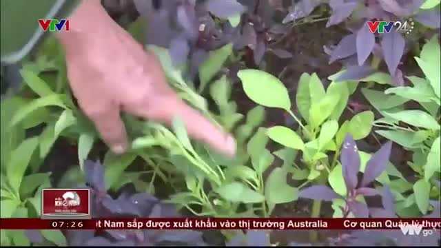 Không phải thuốc trừ sâu, rau xanh đang được 'tắm' bằng thứ bột này