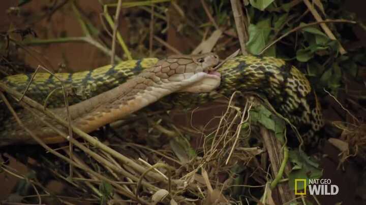 Rắn săn chuột xấu số đụng phải hổ mang chúa phải chết quằn quại