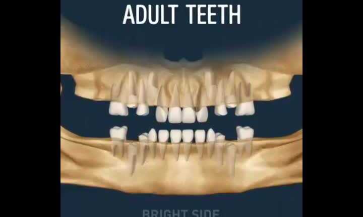 Quá trình mọc răng và thay răng của con người diễn ra thế nào?