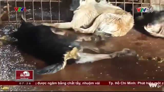 Chó có dấu hiệu ốm bệnh nằm giãy giụa trong lò giết mổ siêu bẩn