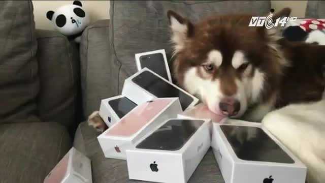 Con trai tỷ phú giàu nhất Trung Quốc mua 8 chiếc iPhone 7 cho chó cưng