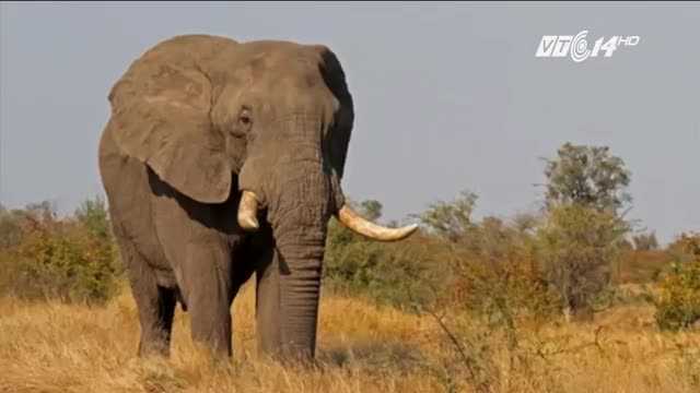 Đến gần chụp ảnh, nam du khách bị voi quật chết