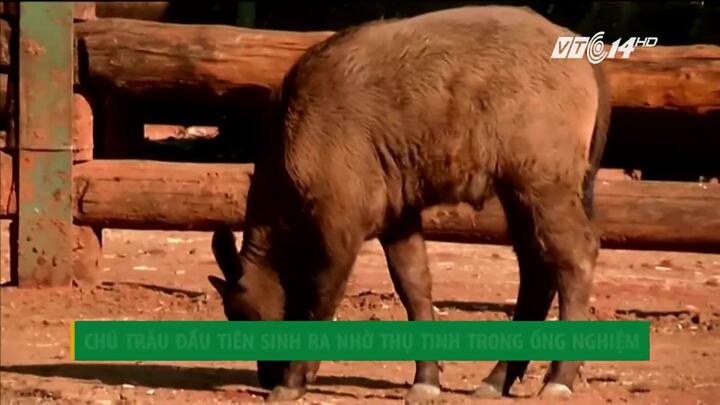 Chú trâu đầu tiên ra đời nhờ thụ tinh trong ống nghiệm