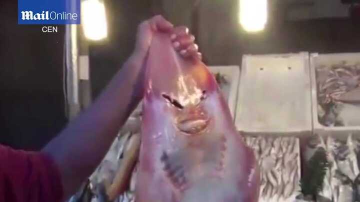 Cá mập 'mặt người' kỳ dị gây sửng sốt