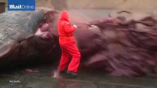 Khiếp đảm clip xác cá nhà táng khổng lồ phát nổ như bom